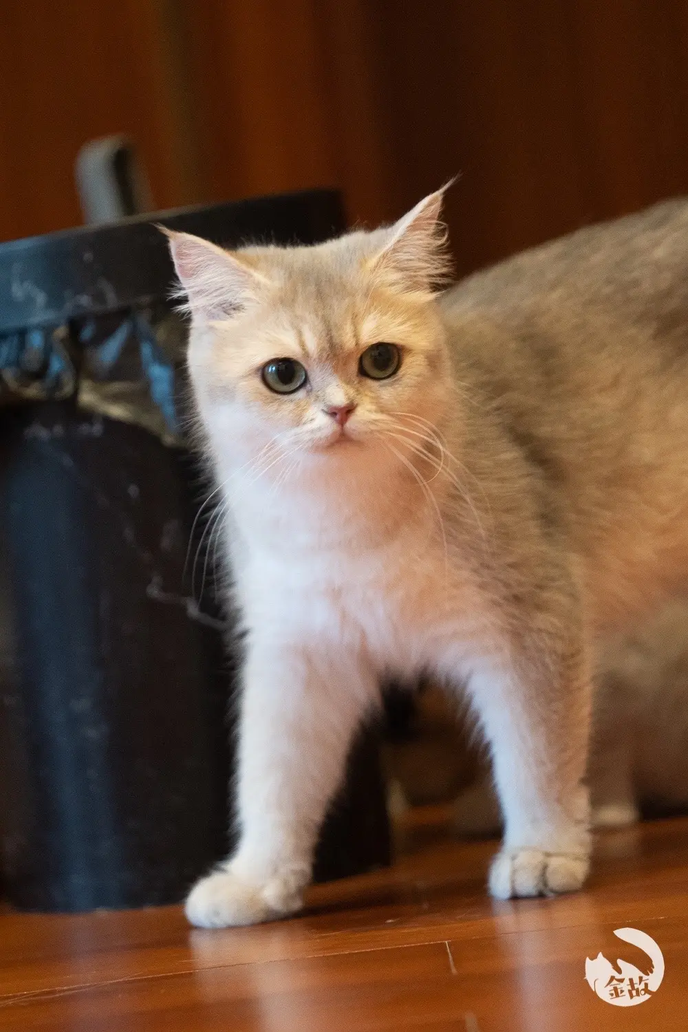 菜园子宝宝们满月啦❤️。