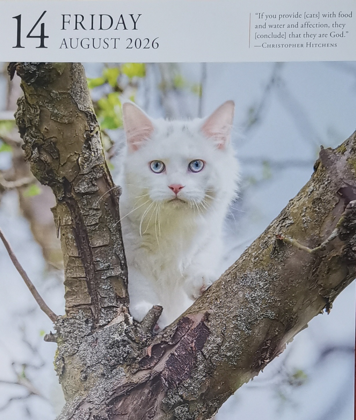 猫宁。上海书展事忙，昨日猫宁暂停。今日多帅强弟，一日二猫，洋猫中猫，昨日今日，神
