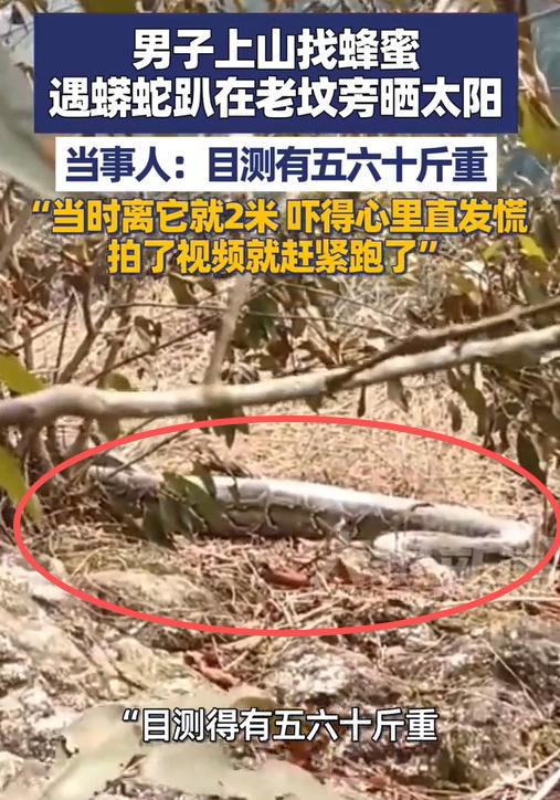 “太吓人了！”广西一男子上山找蜂蜜时，途经一座老坟，他刚要离开，却发现不远处有条