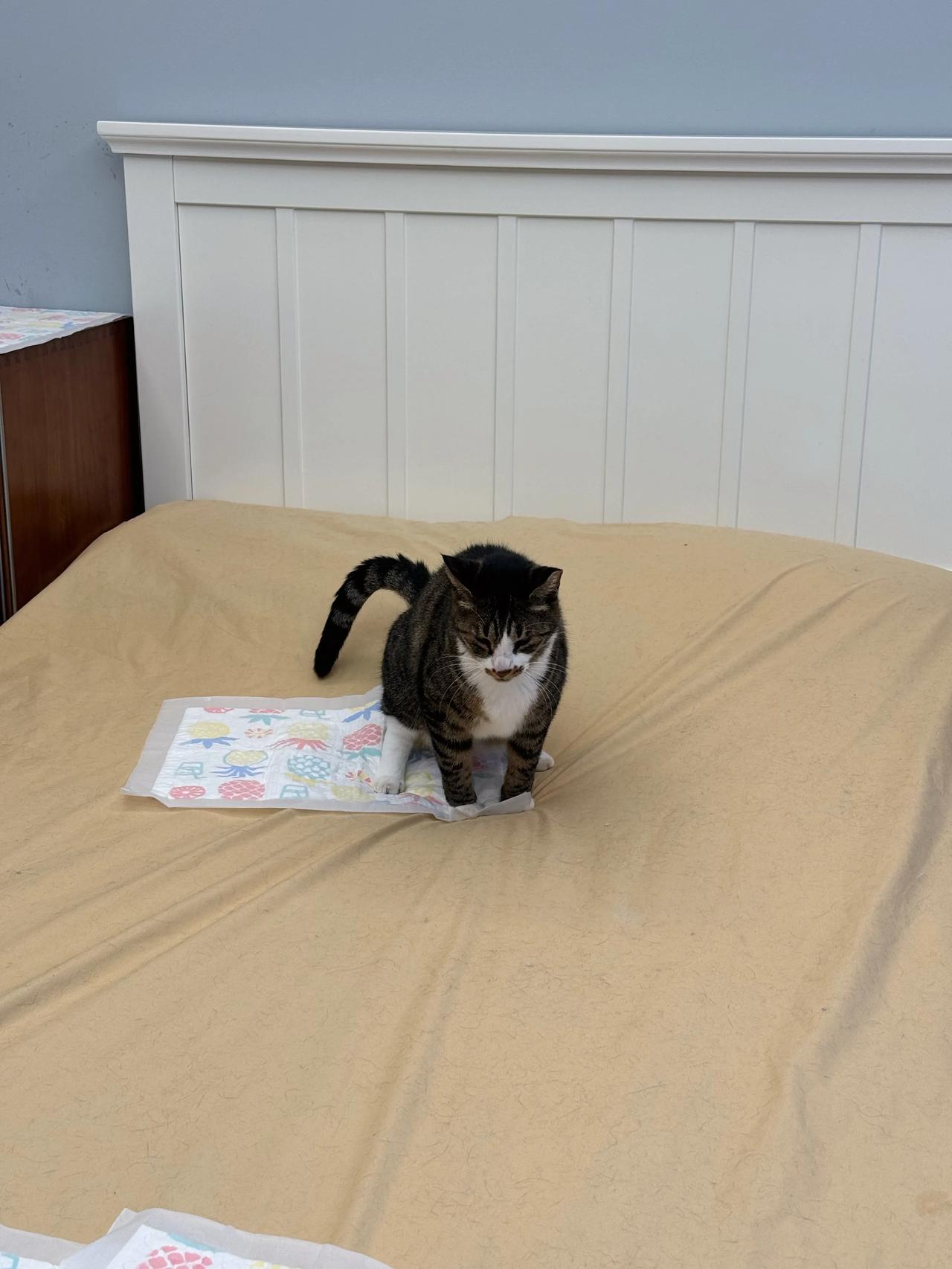 外面下大雨，里面下小雨，能尿出来就是好猫哇！
#萌宠# #猫咪#