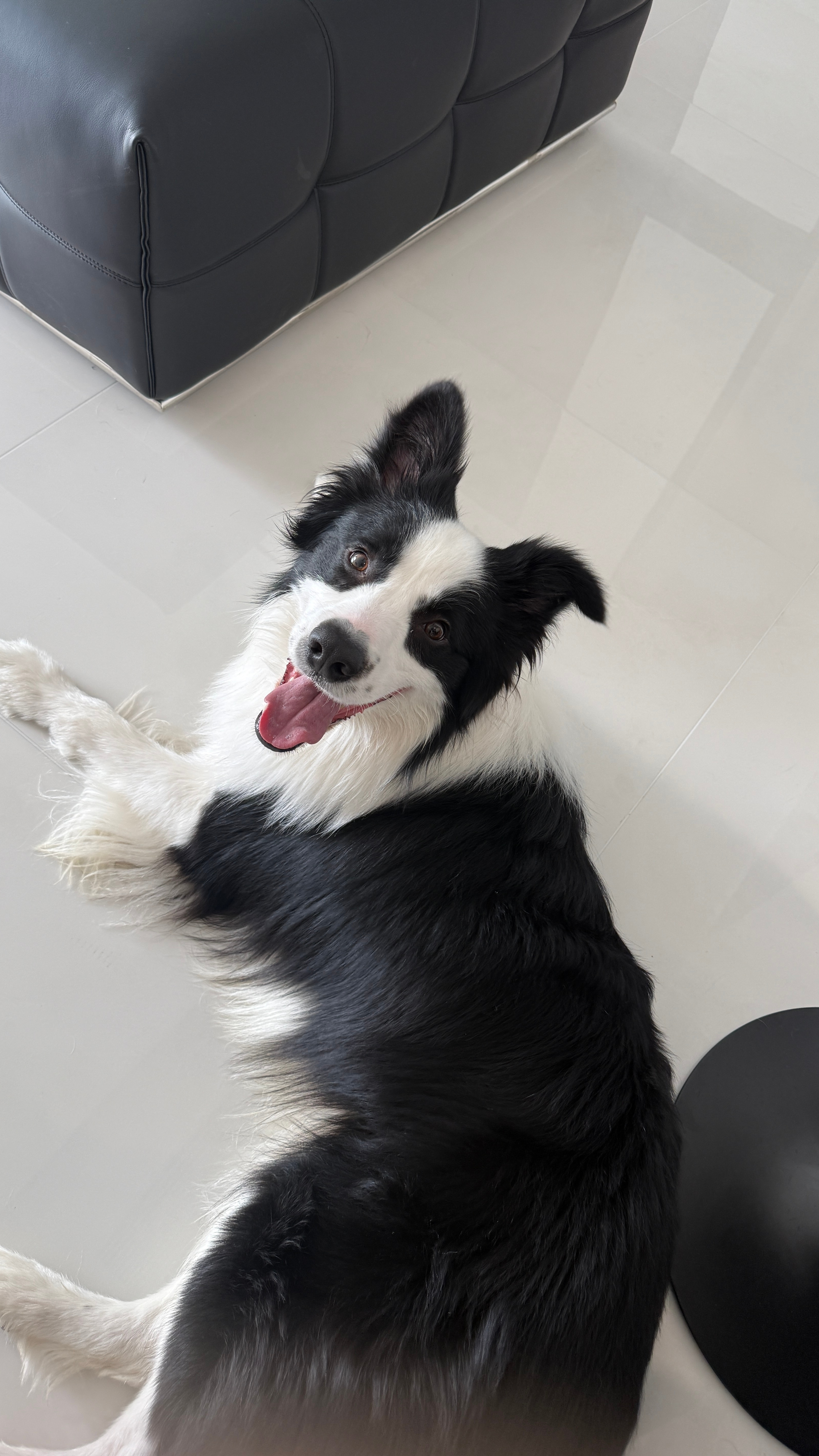 狗 人我讨厌坐飞机现在很多宠物托运还不能在客舱呢，俺们养宠人带着出门都是能开车就