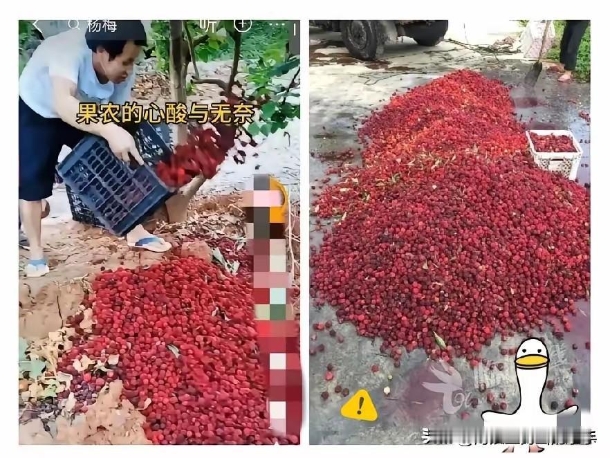 福建漳州的杨梅泡药事件现在已经开始反噬了，经销商卖不出去，没人收购，果农手里的杨