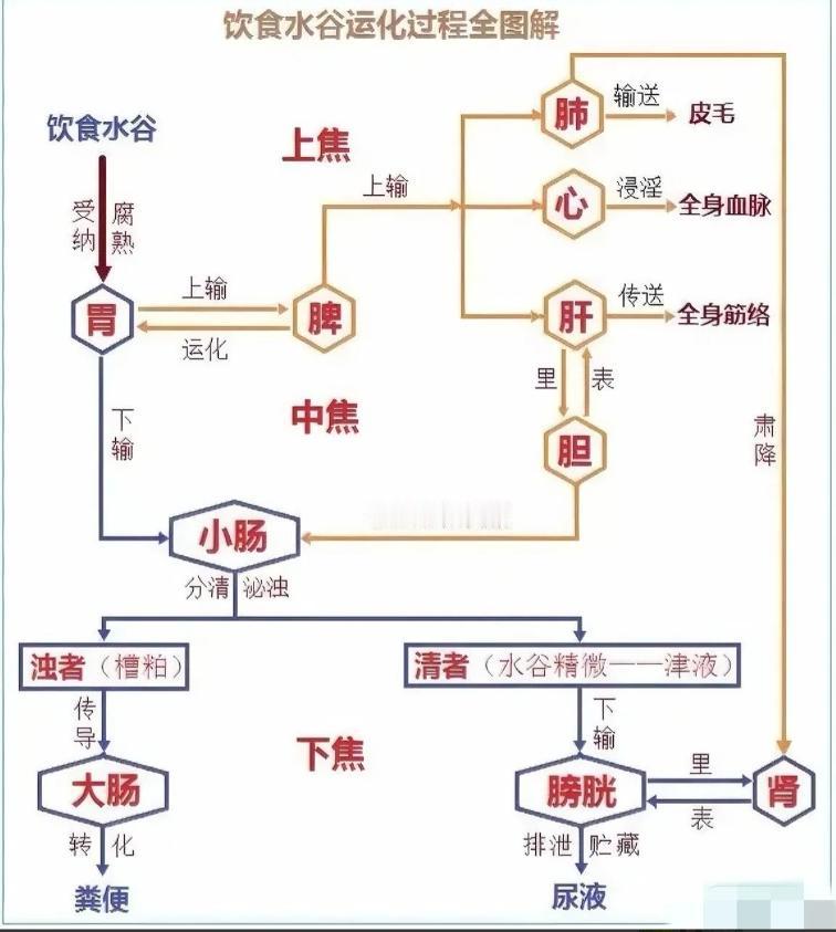 人体“津液”生成图