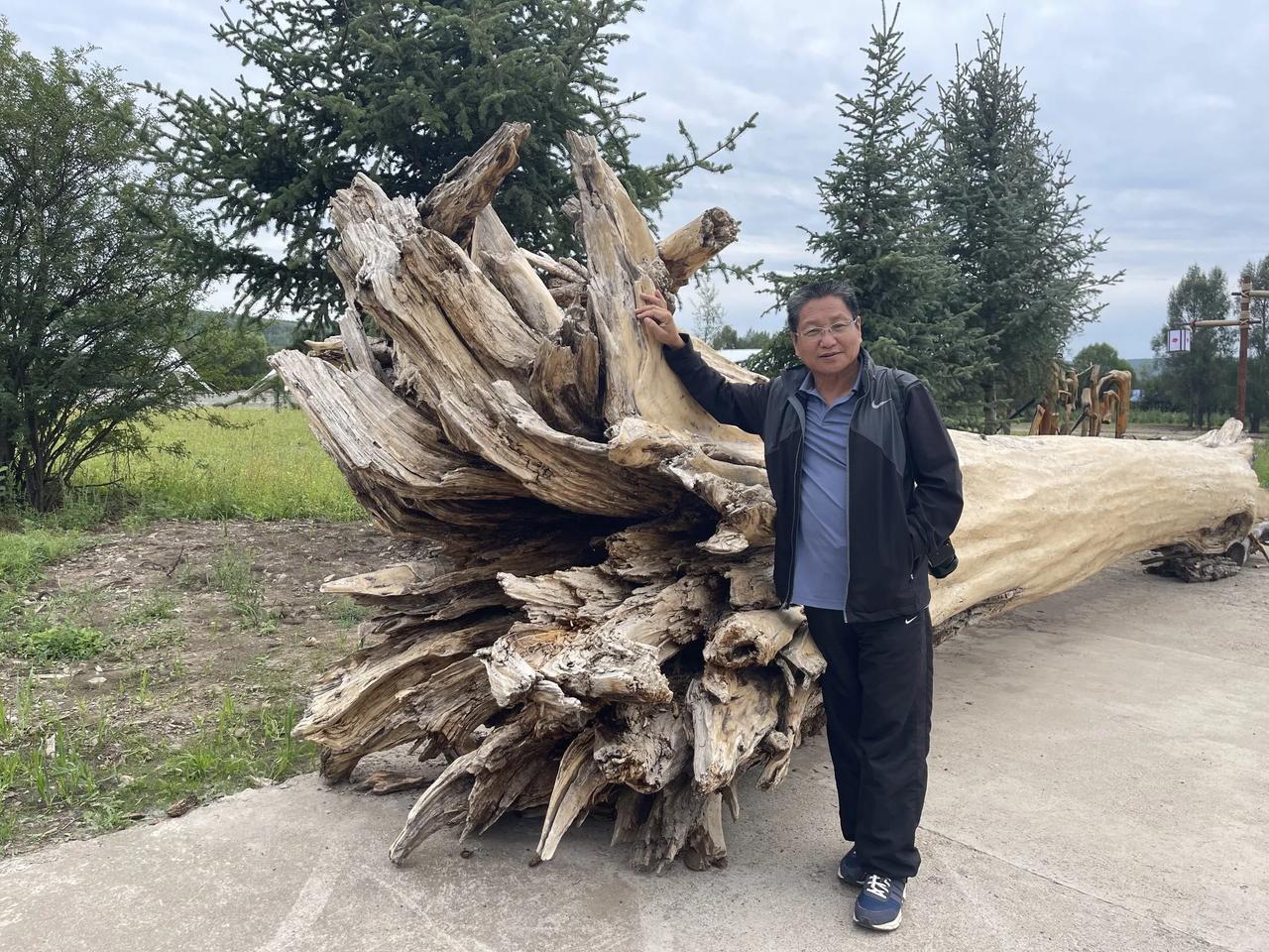 常说“叶茂根深”，但是这里的大树为啥没有主根，根都是向外伸展，而不是向下扎。为什