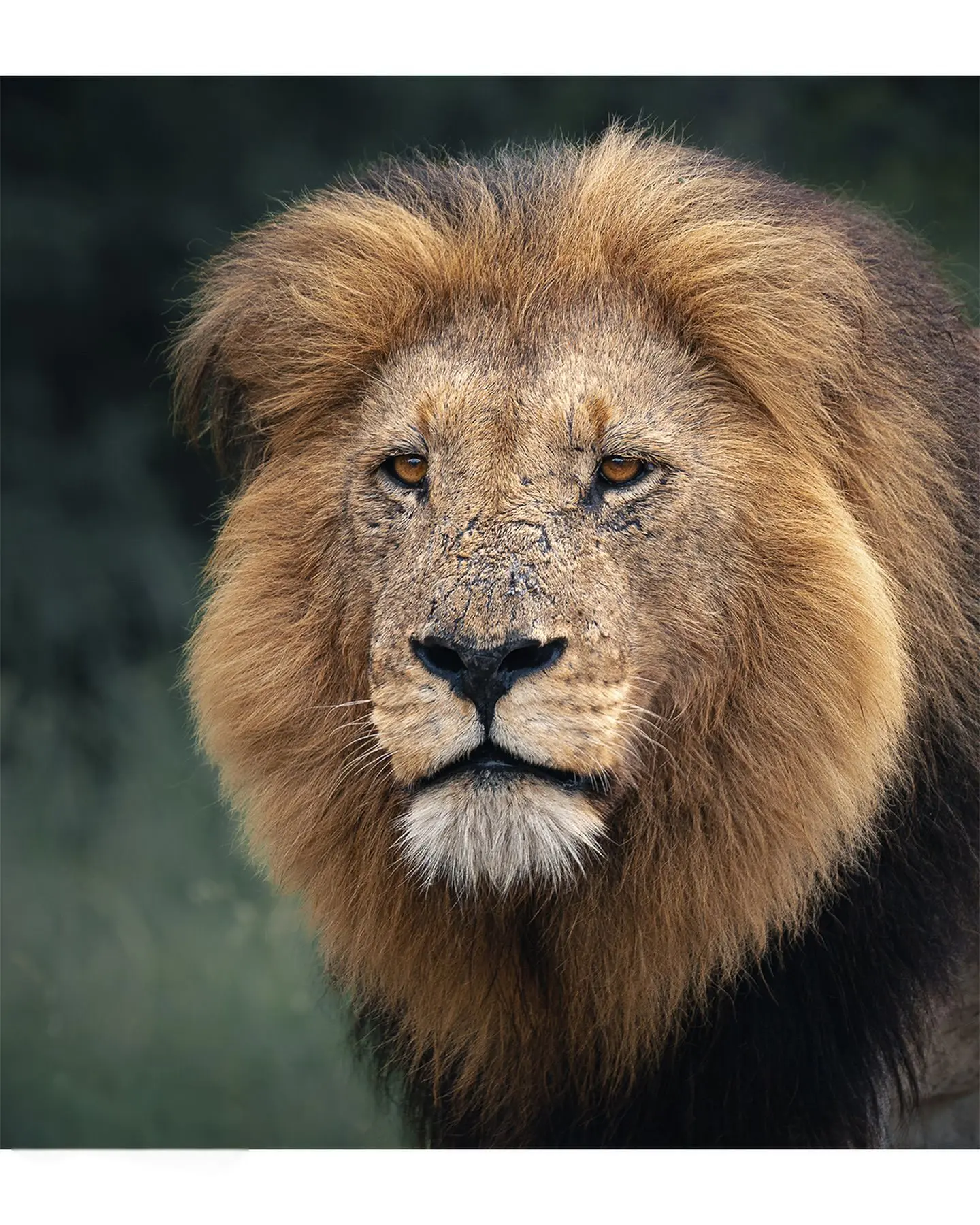 野生动物零距离 雄狮 自然的野性 大猫 非洲狮