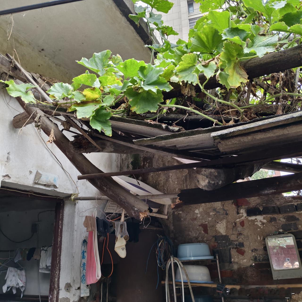 我万万没想到一个冬瓜的份量居然能压断一根承重柱子。连续雨天，今天早上起来，院子洗