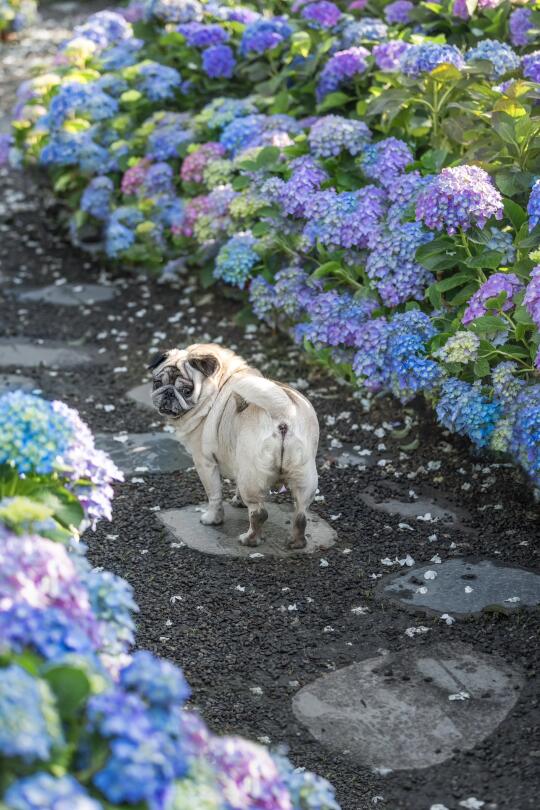 巴哥回眸：是谁在叫我？