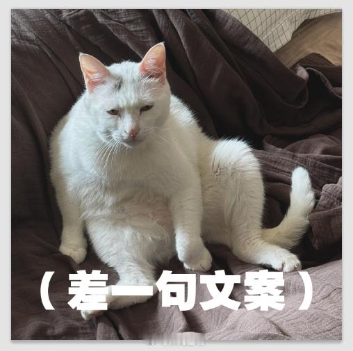 以及给这个表情包配一句文案 