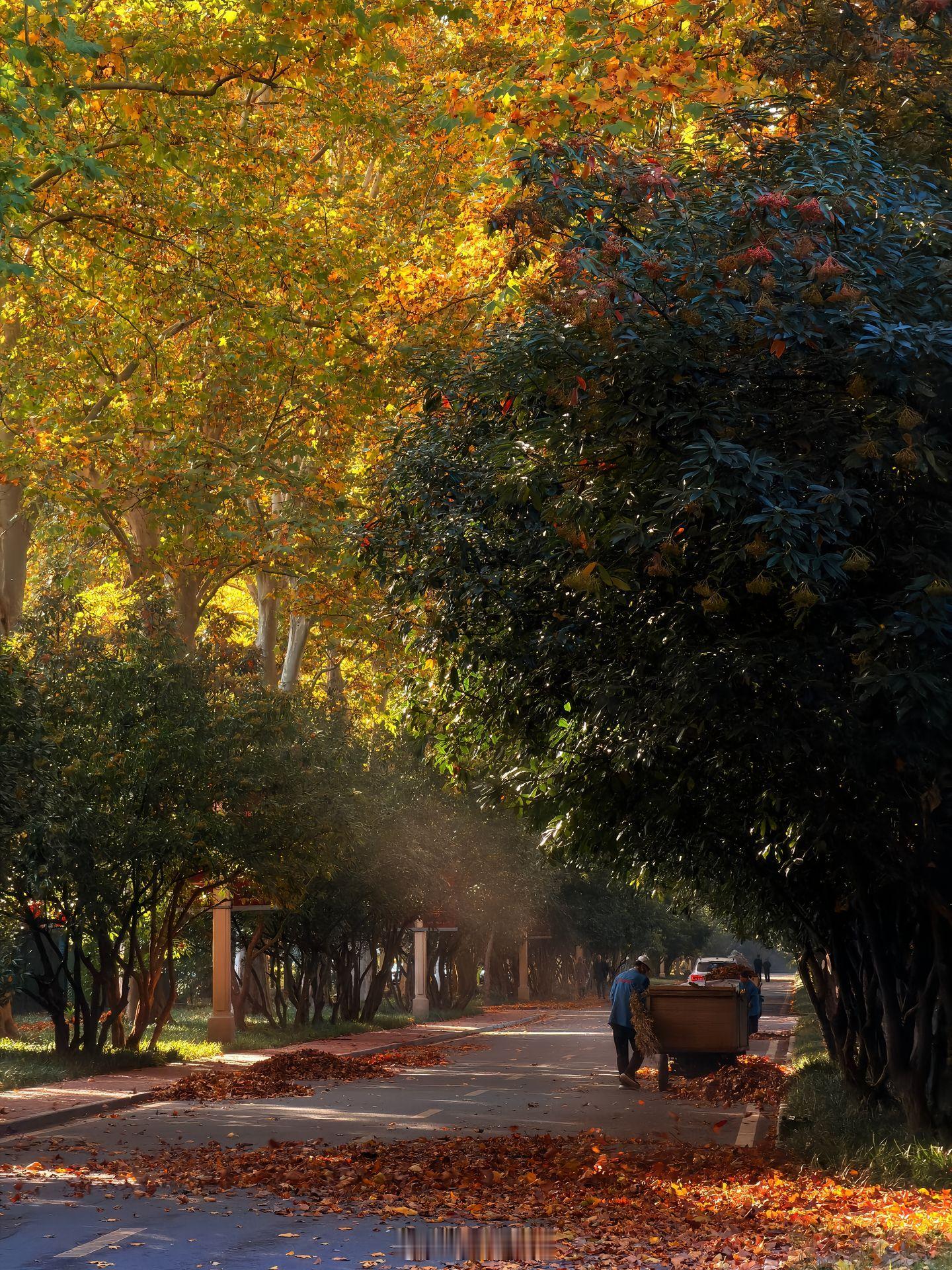 早上好小菌 落叶轻舞，秋风送爽，时光匆匆，后知后觉间，又一个秋悄然走过，心中热情