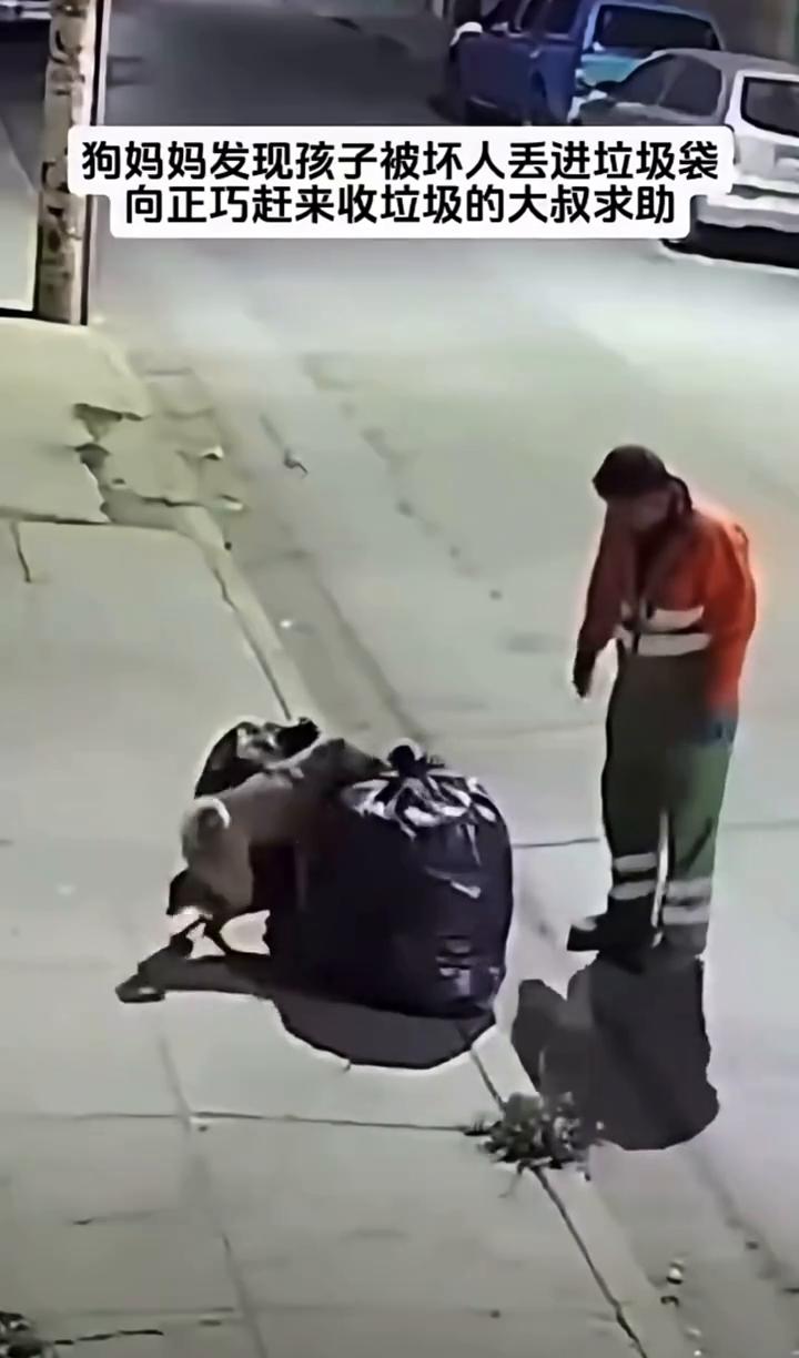 狗妈妈发现孩子被坏人丢进垃圾袋，向正巧赶来收垃圾的大叔求助。