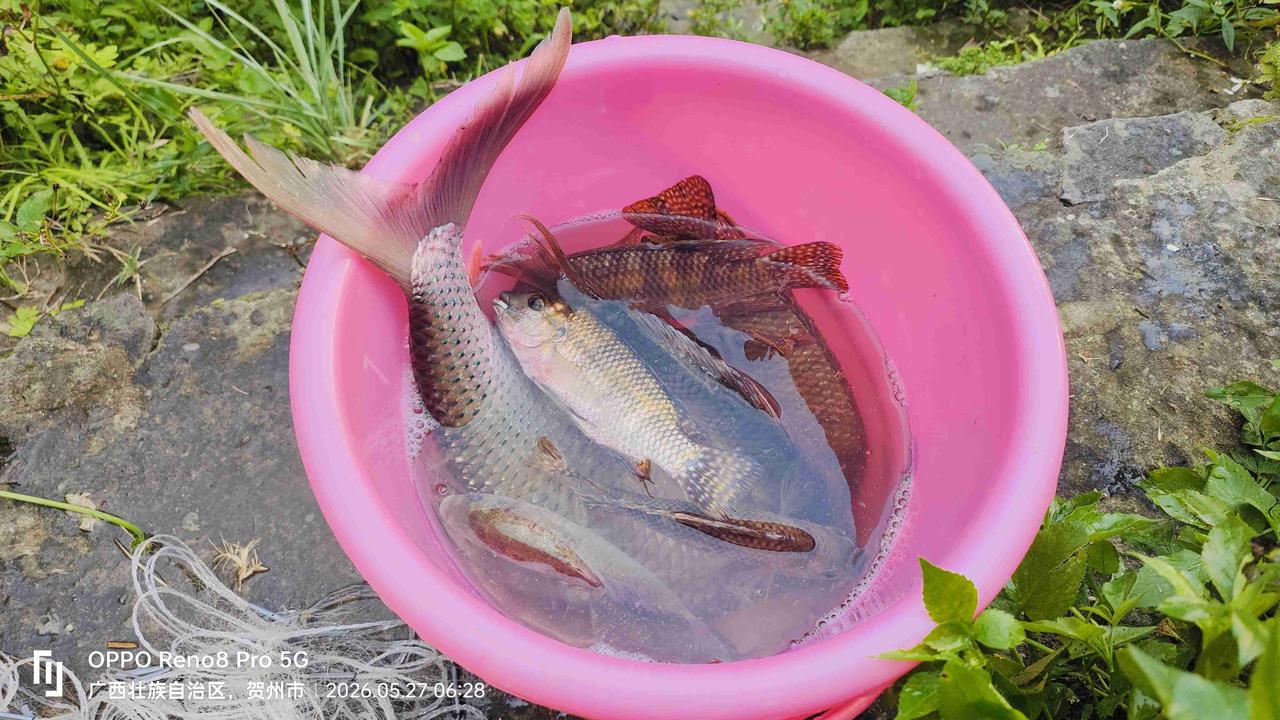 今天网鱼🎣的收获还不错！
大的切成块，蒸着吃，鲜嫩；
小的煎到两面金黄，晚上焖