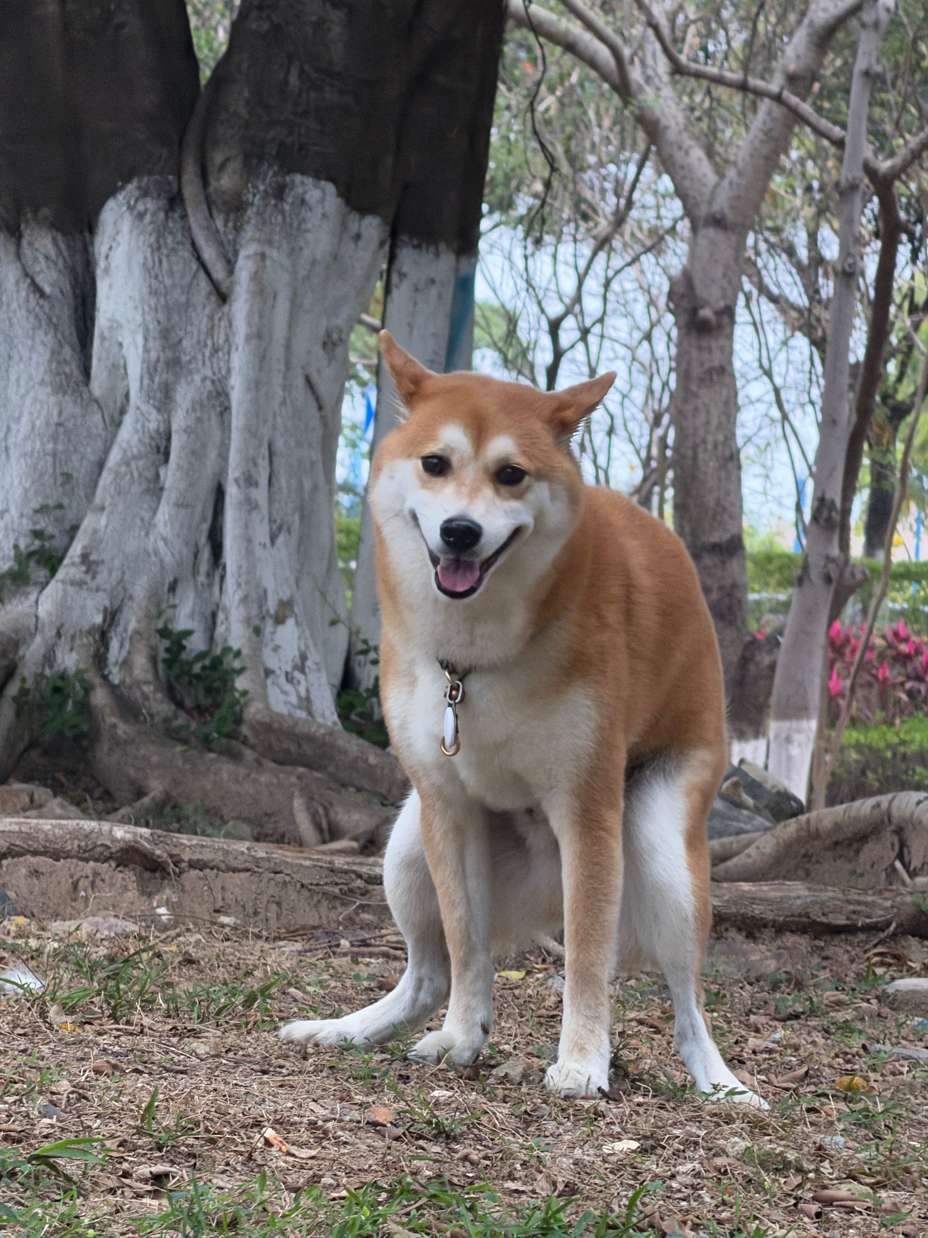 美好的一天开始了 