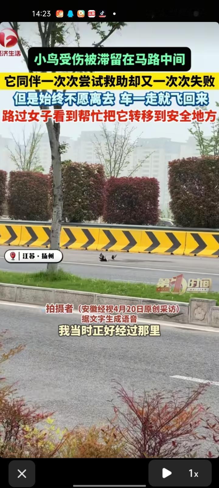 4月17日，江苏扬州。女子一大早在马路上看到让人感动的一幕，小鸟受伤滞留在路中间