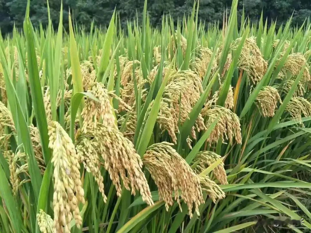 你认为接下来股市是什么走势整体来说大趋势向上不会改变，短期还是会反复摸底。看到有