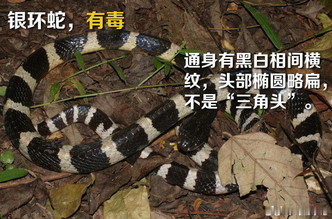洪灾后如何防蛇广西横州一被蛇咬伤女子不幸离世 最近，洪水灾害把不少蛇带离了栖息地