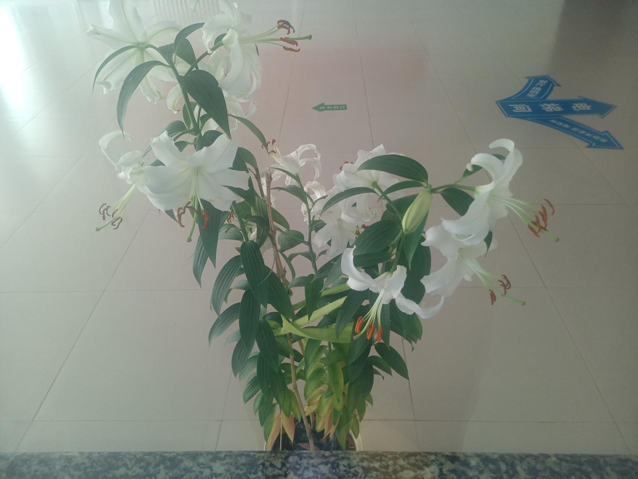 上联：人无横财人不富，如何对下联马无夜草马不肥。