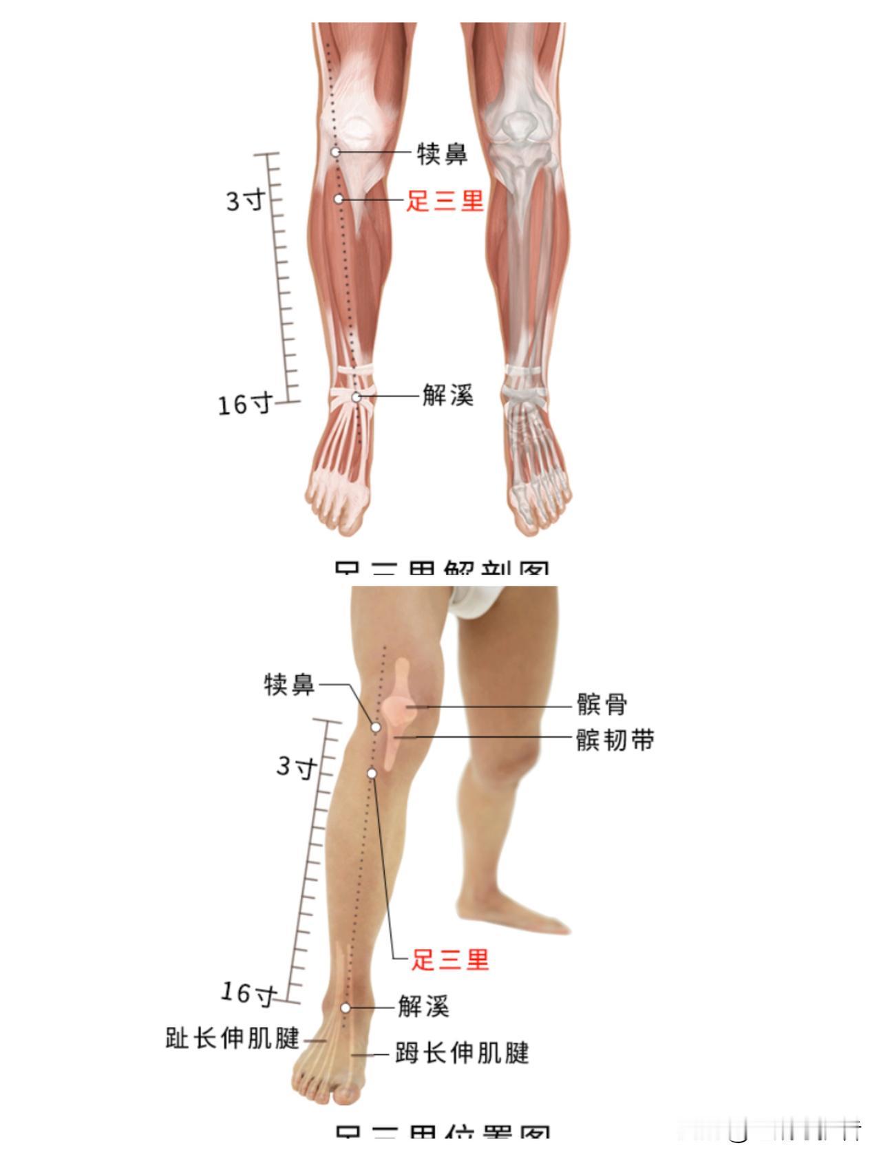 饭后失眠，揉足三里可健脾养血，助你安然入睡
若晚饭吃得过饱，或食用了油腻生冷的食