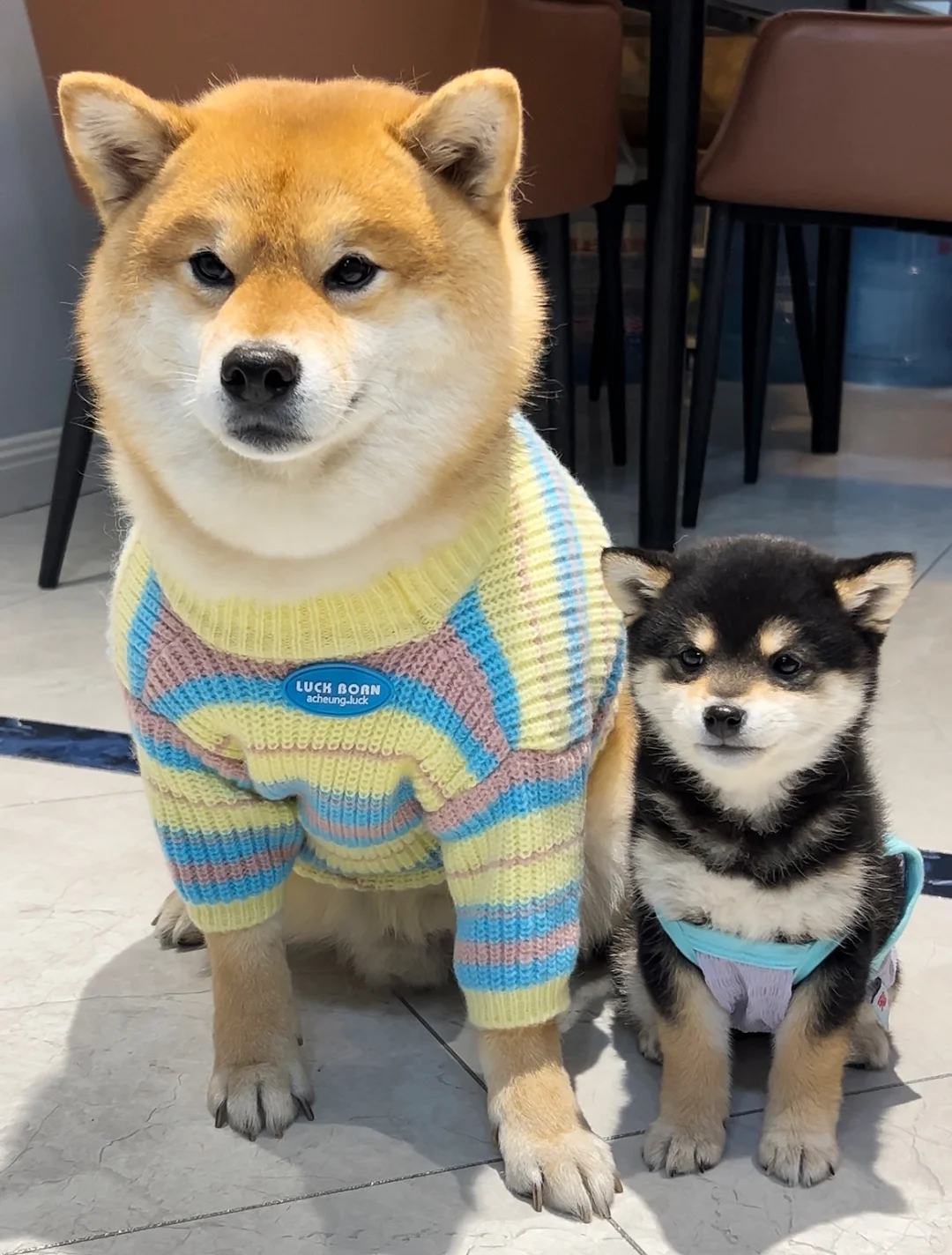 谁家孩子头这么大