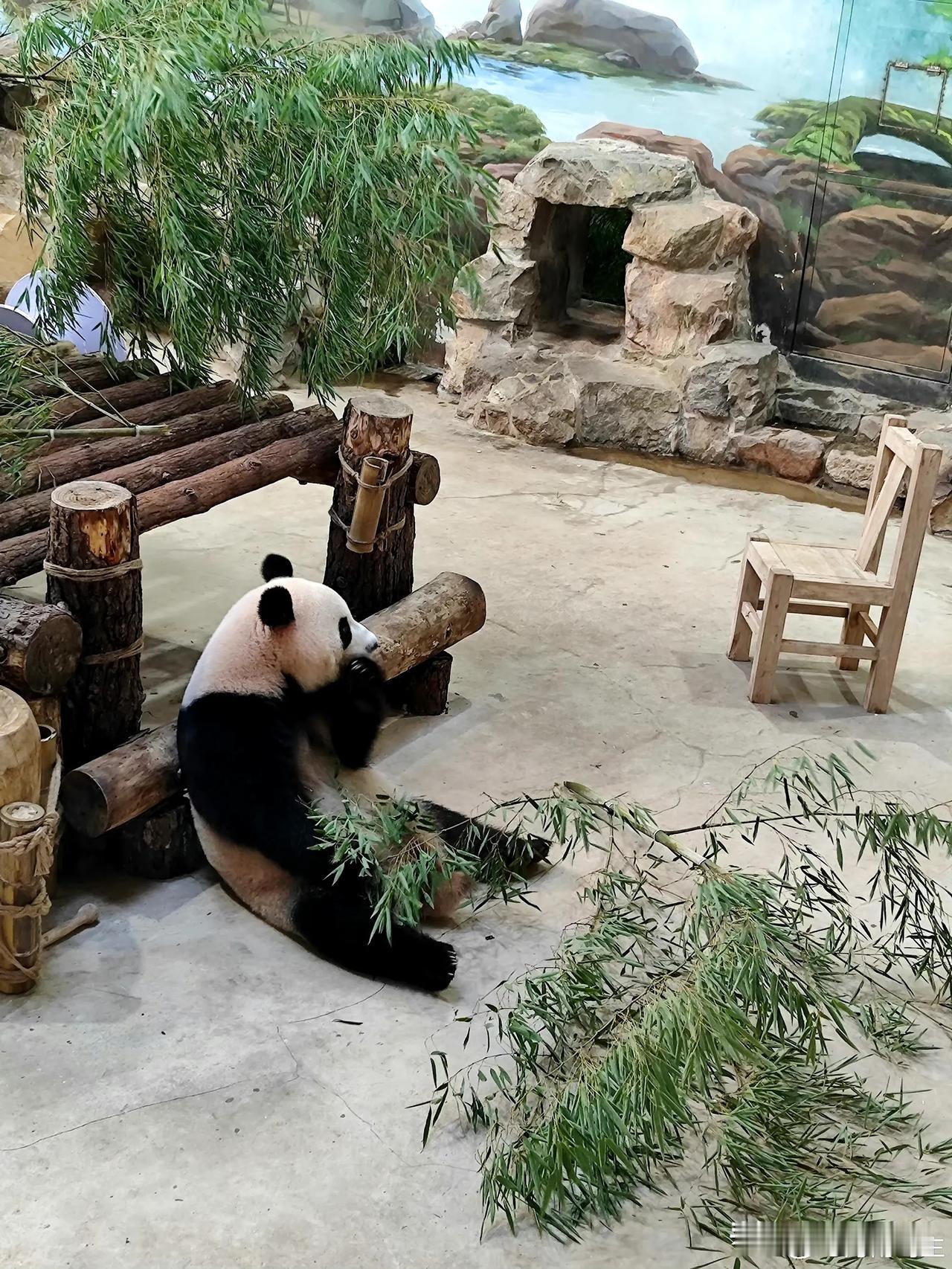香果呀，你说怎么减肥成功的，从年初开始胖成球，又从球瘦到身材苗条。


这是想胖