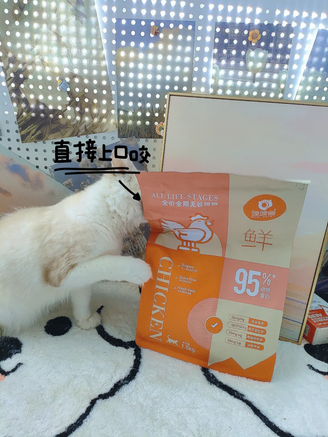 新手养猫选对猫粮很关键