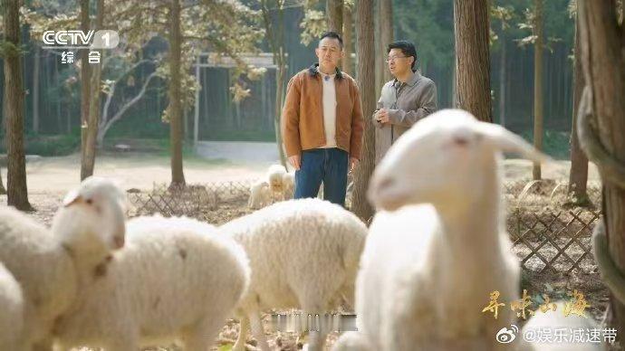 湖羊尾巴duangduang的 湖羊的尾巴是天然暖宝宝 这才是真正的过冬神器好吗