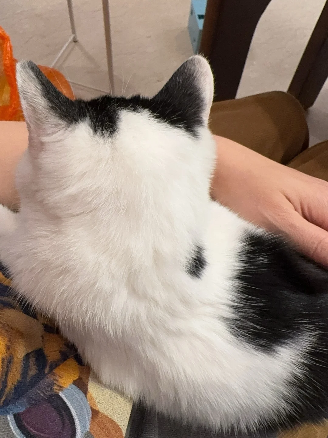 背后驮着一只飞鸟的奶牛小猫，萌出血