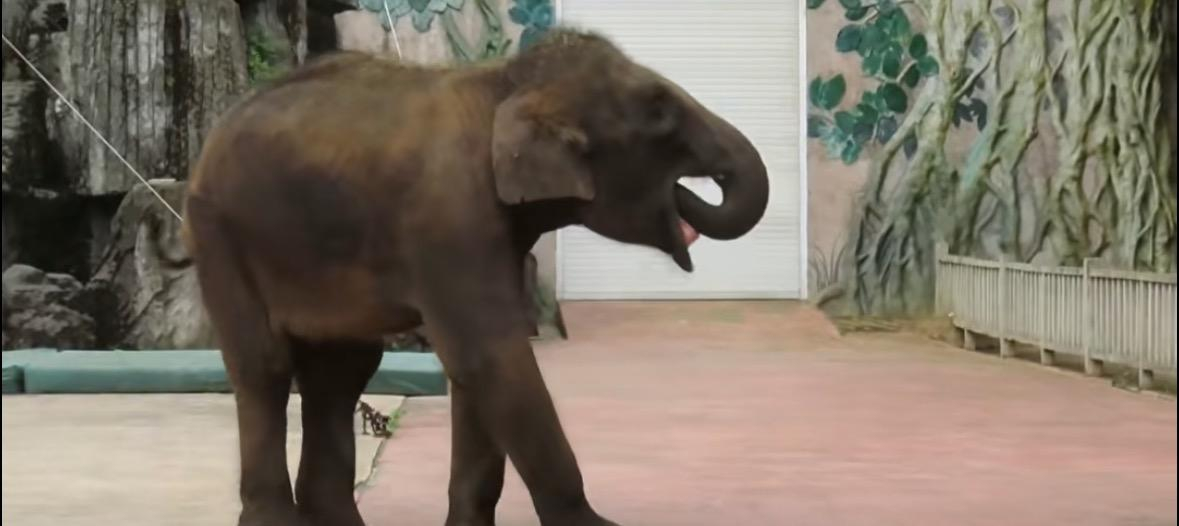 #园方称不会驯化小象立春#【#园方回应小象立春多次用鼻子掏喉咙#：从小就有的习惯