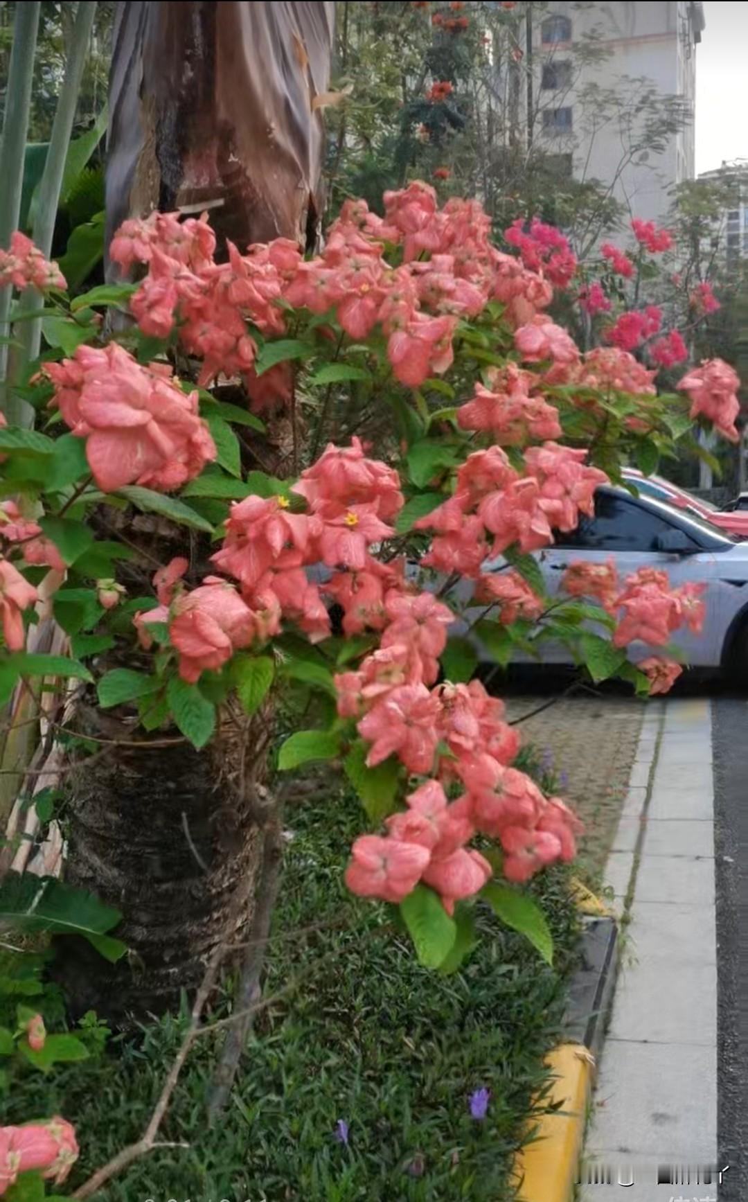 我娘和我姐要从三亚回哈尔滨了，我姐恋恋不舍，天天给我发三亚的花花草草。
我问姐你