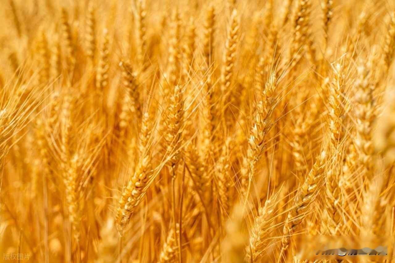 山东粮商囤货，面粉厂愁涨价，政策为啥不说话

今天一早，山东不少面粉厂又开始调整