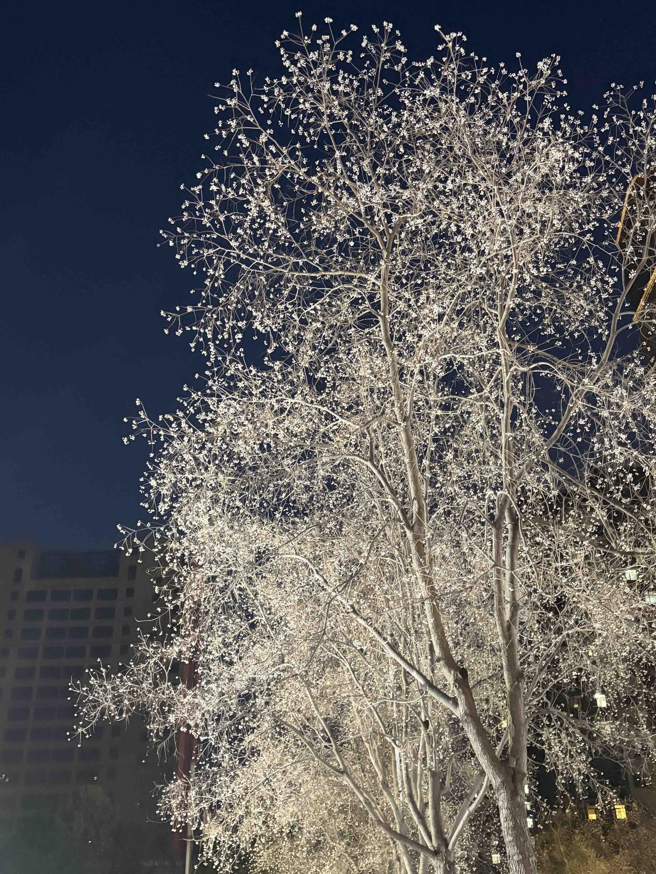 夜色渐浓，城市的喧嚣慢慢沉下去。
抬头撞见这棵树，满枝的灯串像揉碎的星光，顺着枝