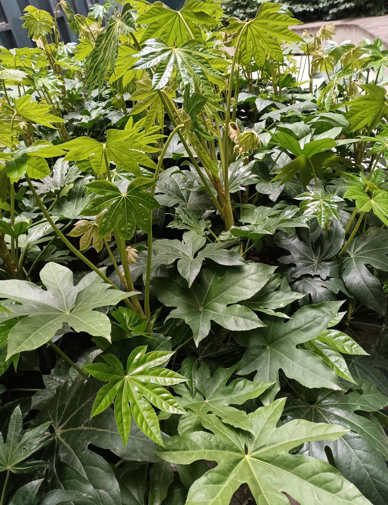 翠绿的八角金盘层层叠叠，掌状叶片舒展，满溢蓬勃生机。