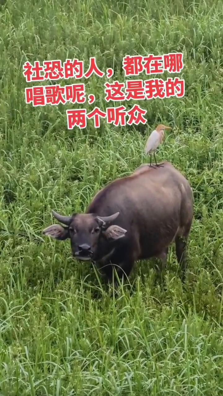 两个听众，社恐的人都在哪唱歌呢？这是我的。