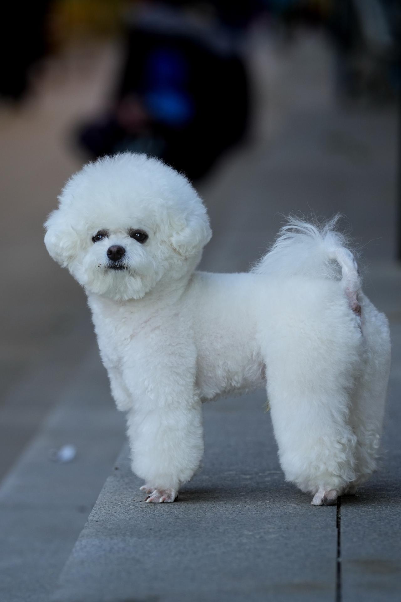 萌宠 萌萌哒小可爱 家有比熊 比熊 毛孩子