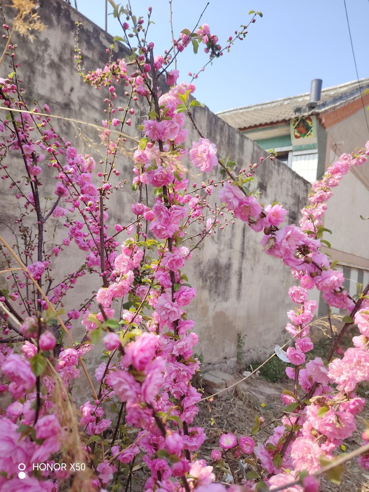 晒图笔记大赛 粉嫩春意浓，花开满枝头。🌸🌸🌸