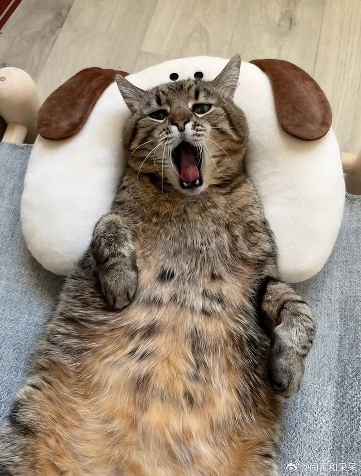 emo猫的枕头好萌🐶..cr：loveyoustepan ​​​