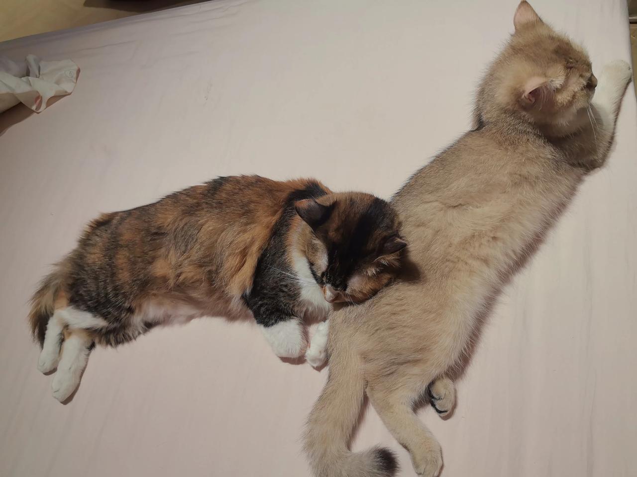 分享一张最可爱的猫咪照片大宝刚一岁，二宝六个月啦，两姐妹关系很好