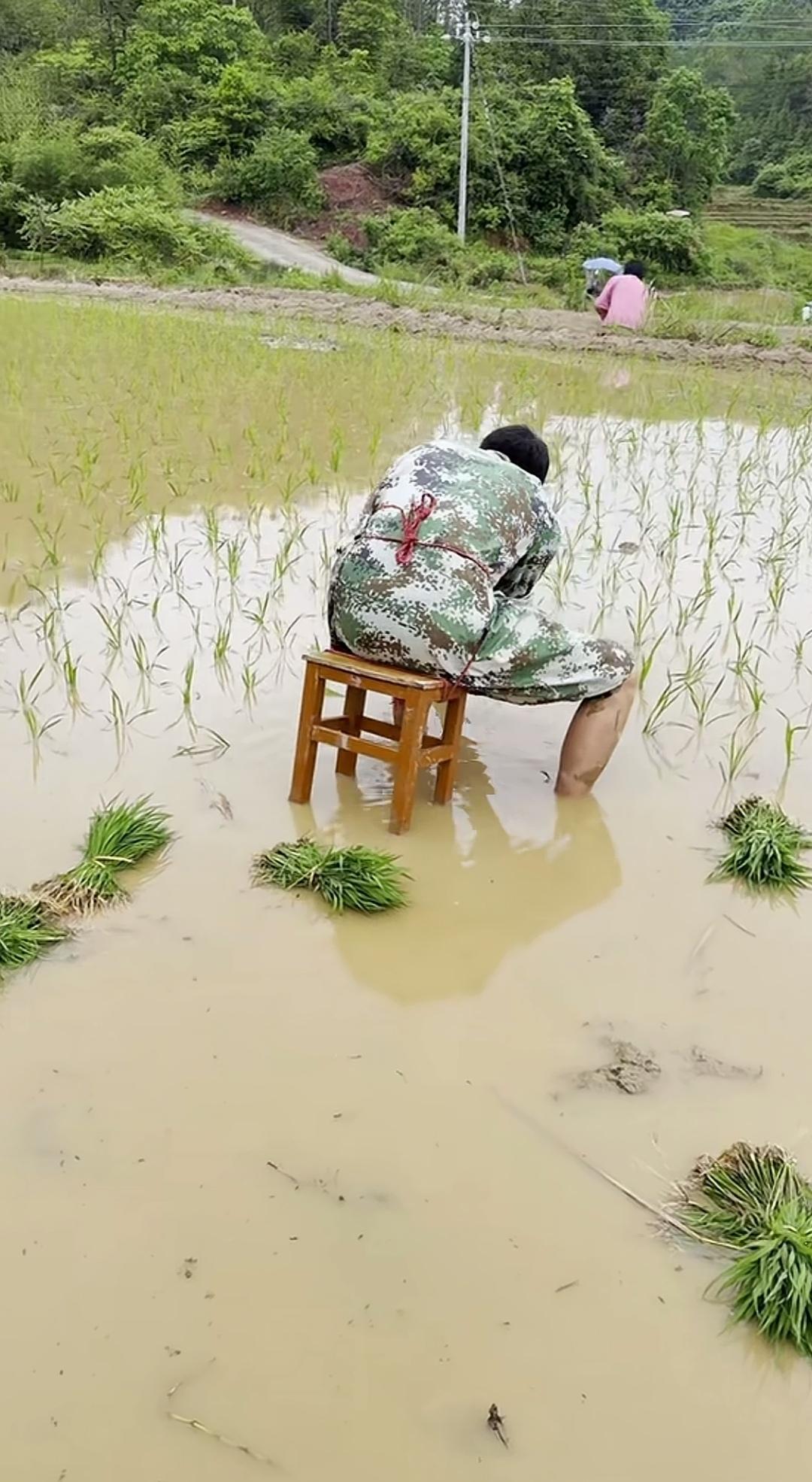 稻田绑个凳子插秧，真能轻松点还不累腰吗？
说起稻田插秧，有过这经历的人都清楚，干