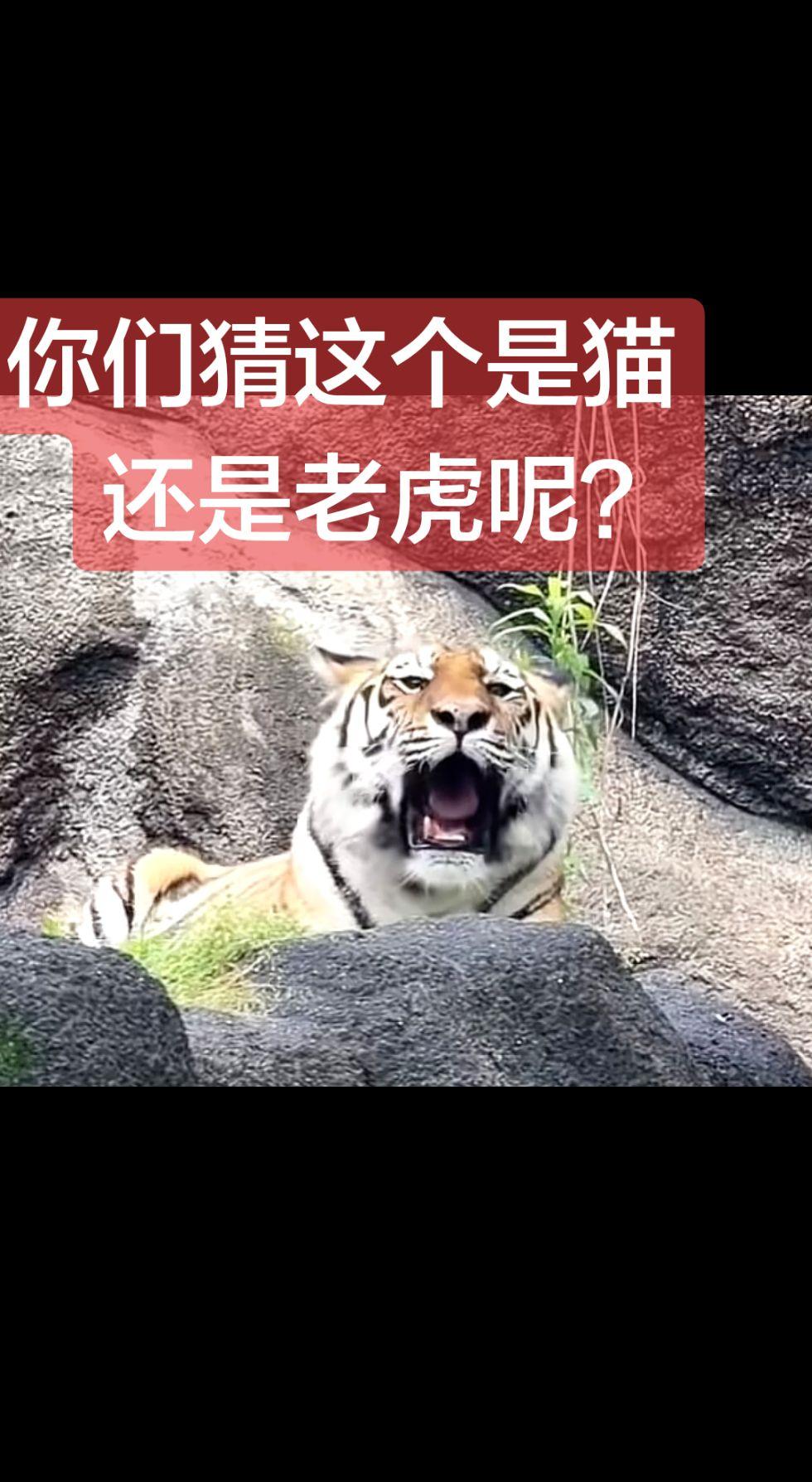 上热门 野生老虎 观虎 猫 不可思议