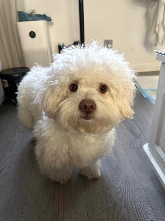 小狗怎么会有小猪鼻呢🤔
