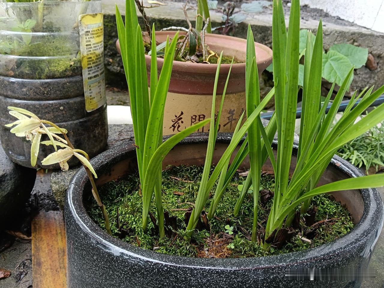 心种兰花，自在欢喜
 
心种兰花，本是闲情雅趣，今年新栽的这盆建兰，长势超出预期
