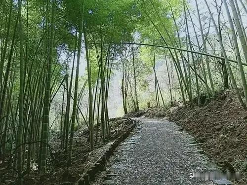今天上午去扫墓，祖爷爷奶奶（合葬）的坟墓上正顶上长了大旧竹，胸茎有大酒杯粗，约2