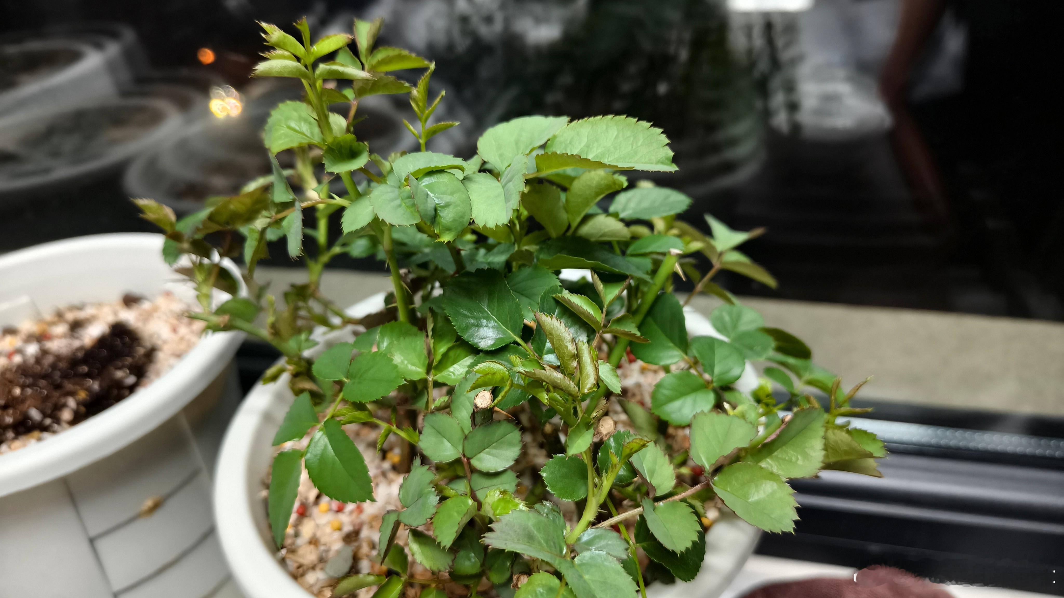 爱喝玩乐也得继续发，哈哈。 今天本来想写稿子，晚上做个水煮肉片，结果一场热身赛搞