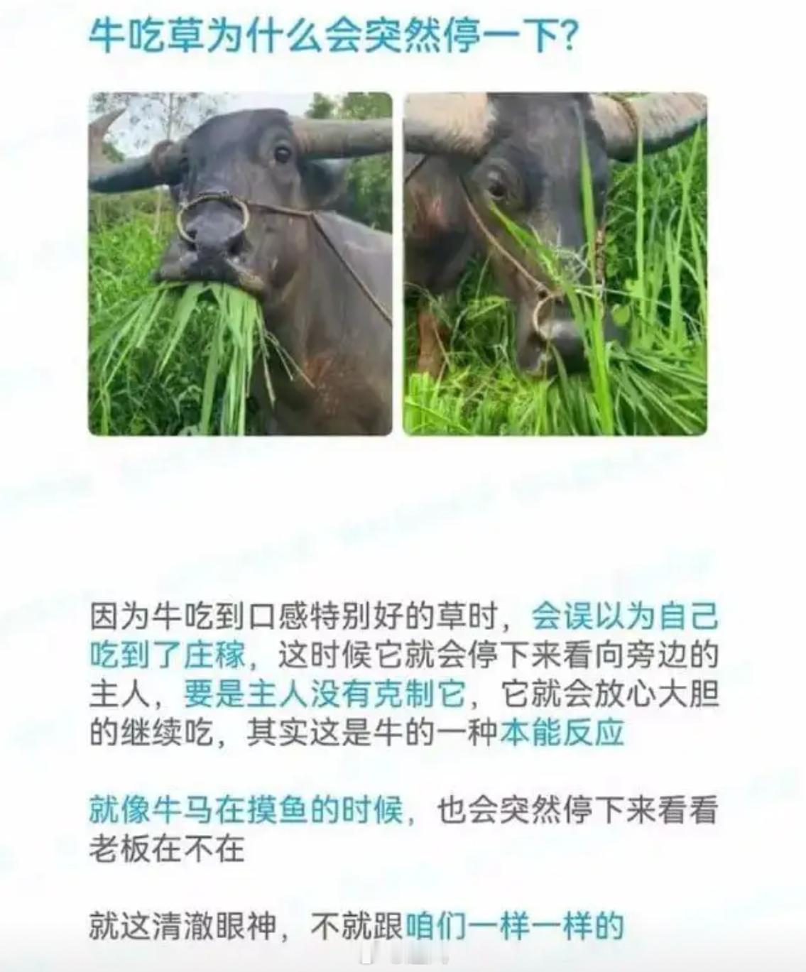 牛吃草骤停，这竟是这本能反应？ 