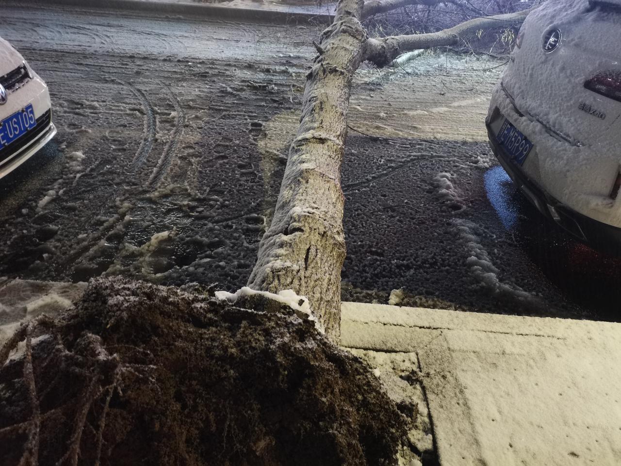 今天的雪能把一棵大树"吓"倒，提醒路过车辆要小心。新春走基层活动随手拍自清风街路
