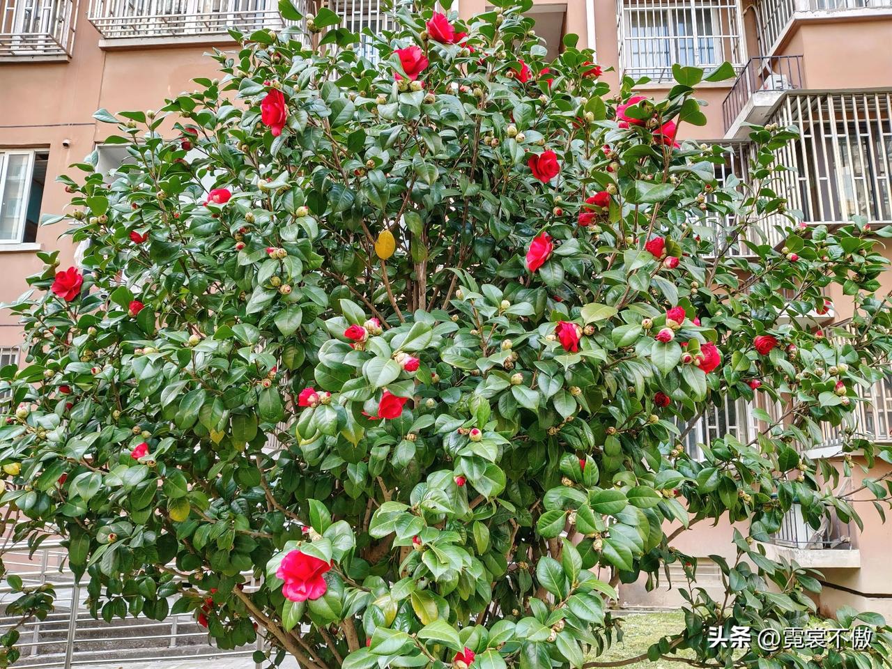 天天盼着山茶树开花，终于，那满树的花苞开始绽放啦！宛如娇羞的少女，花瓣层层叠叠，