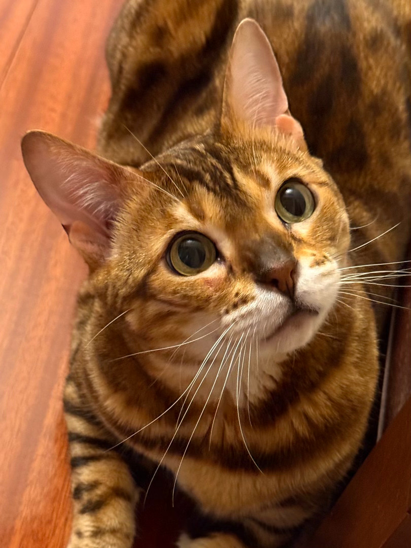 九岁的幼态脸老猫
