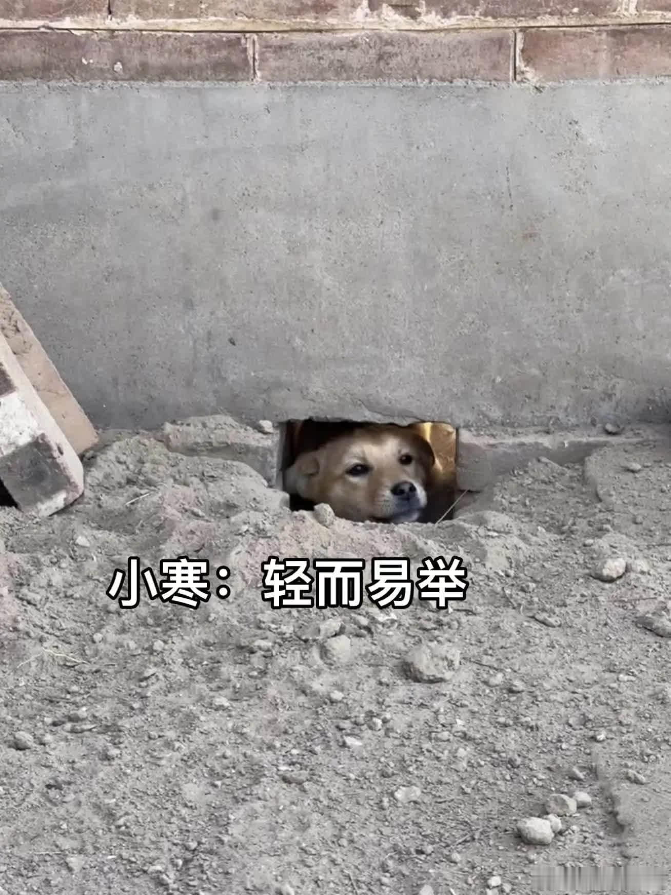 “人，我厉害吗”萌宠宠物