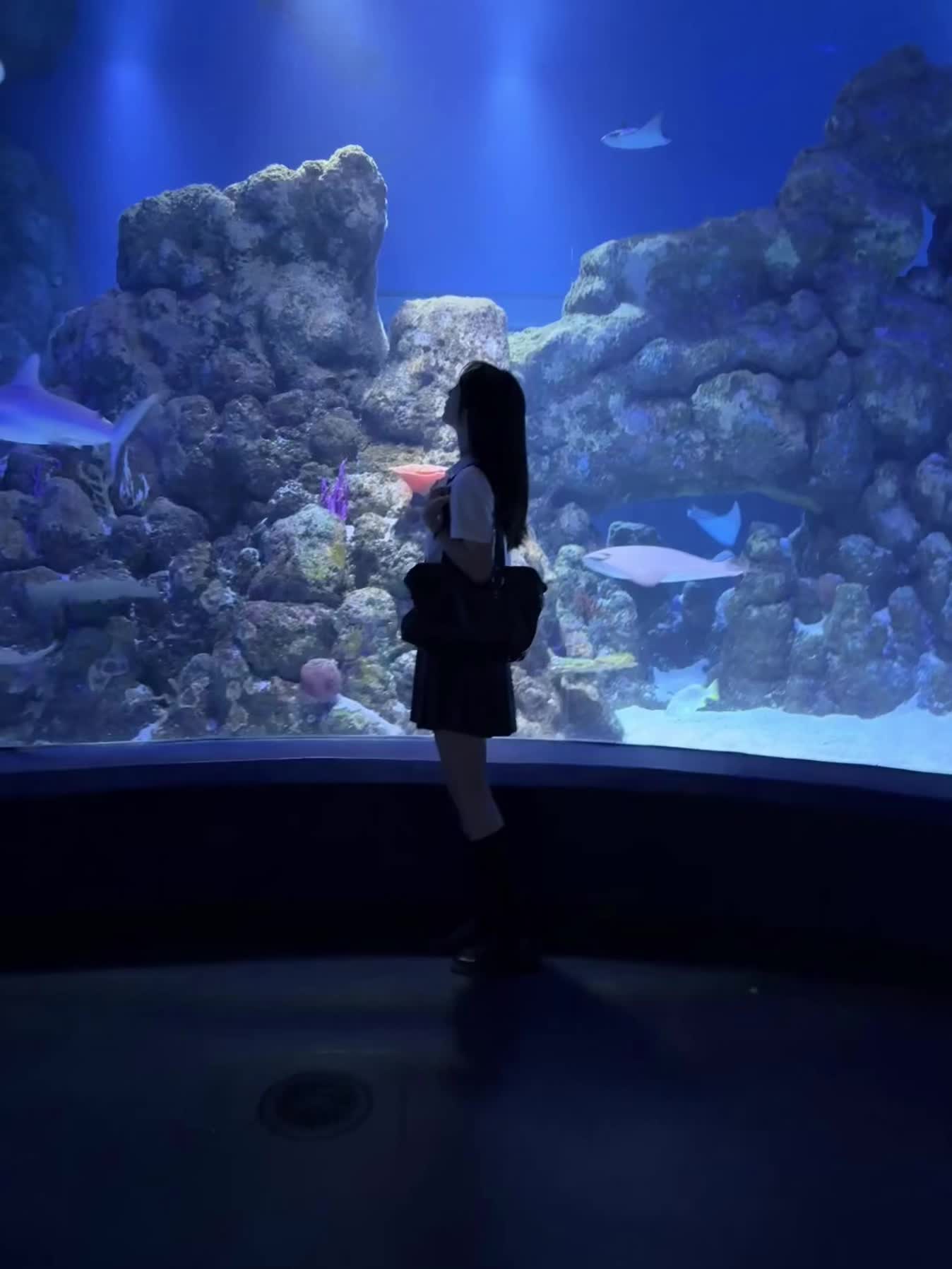 下次约会就去海洋馆吧