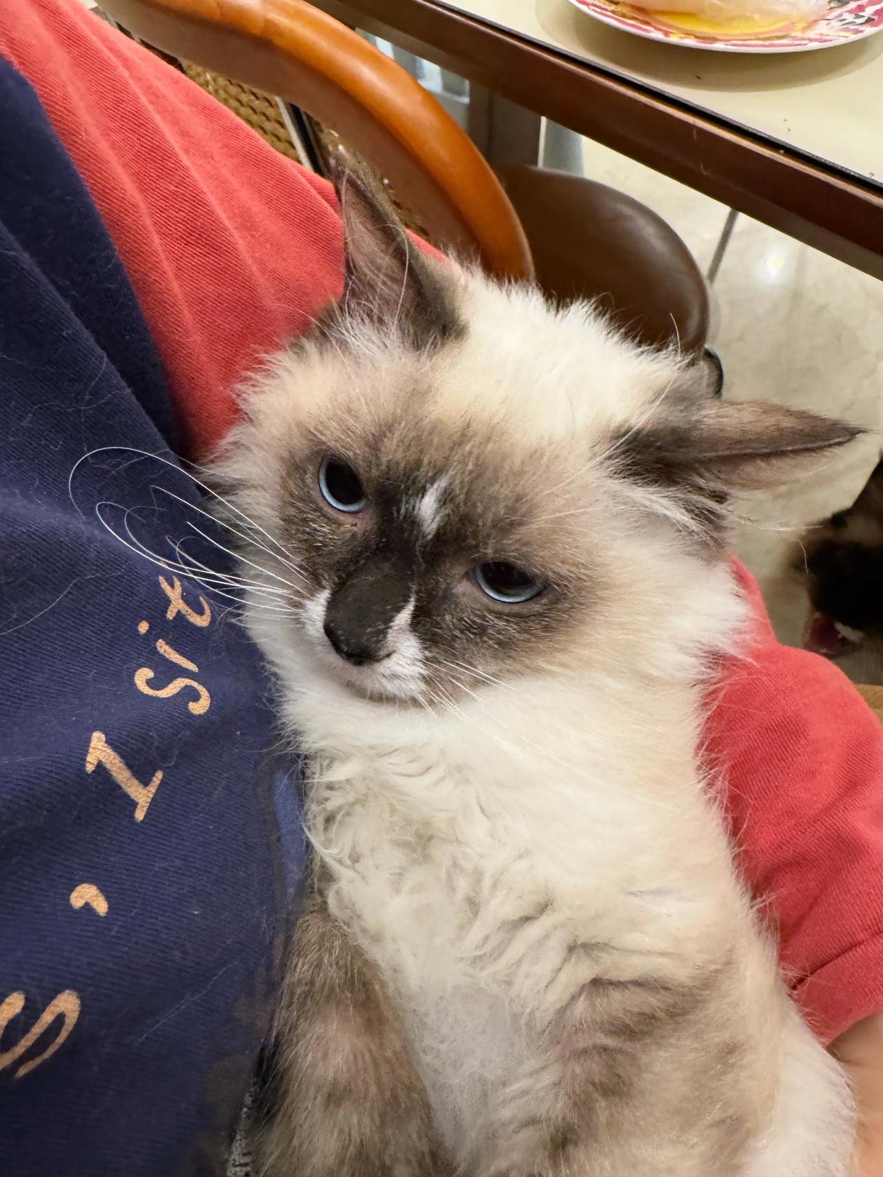昨晚被关在过道里了，委屈屈～
猫咪