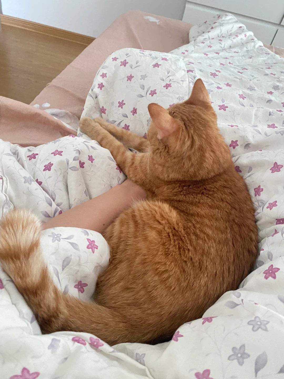 谁懂啊！醒来发现小猫在身边贴贴